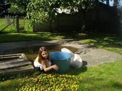 Le crimbeul aux pommes de Neufmesnil