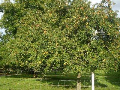 Le crimbeul aux pommes de Neufmesnil