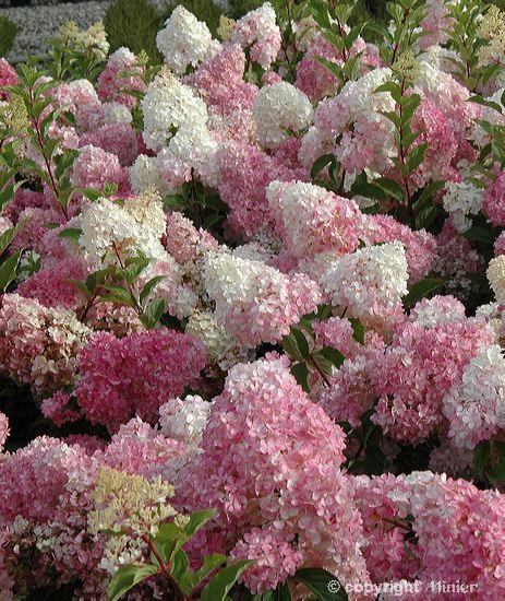 Flower Power !!!