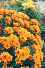 Chrysanthme_pomponette_01 Chrysanthme_pomponette_01