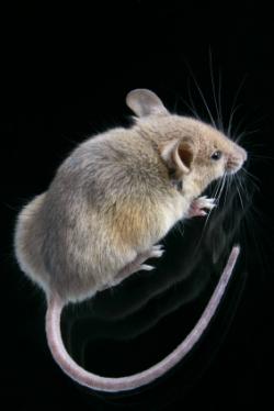 Une souris attaque et tue le serpent à qui elle devait servir de repas souris
