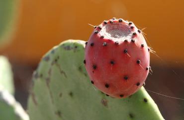 Red_indian_fig_figue_de_barbarie_ro Red_indian_fig_figue_de_barbarie_ro