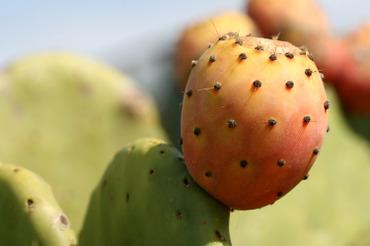 Orange_indian_fig_figue_de_barbarie Orange_indian_fig_figue_de_barbarie