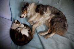 Les animaux de compagnie, victimes collatérales des procédures de divorce chat et chien