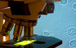 Le prix Nobel de chimie 2008 récompense la recherche sur les protéines fluorescentes microscope