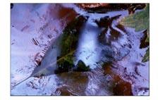 Amalgame dentaire au mercure et écologie Photo-Didier-Vereeck-Art-Abstrait-Naturel-Feuille-Eau-Vosges