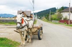Un cheval soumis à un test d'alcoolémie par la police cheval