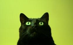 Une femme décédée dévorée par ses 20 chats chat