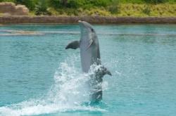 Un dauphin termine son saut sur un bateau et blesse une femme dauphin