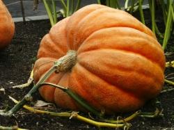 Des frères jumeaux font pousser la plus grosse citrouille d’Europe citrouille