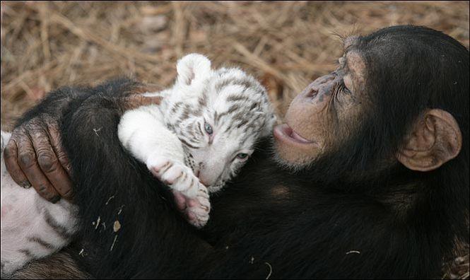Chimpanzé et bébés tigres