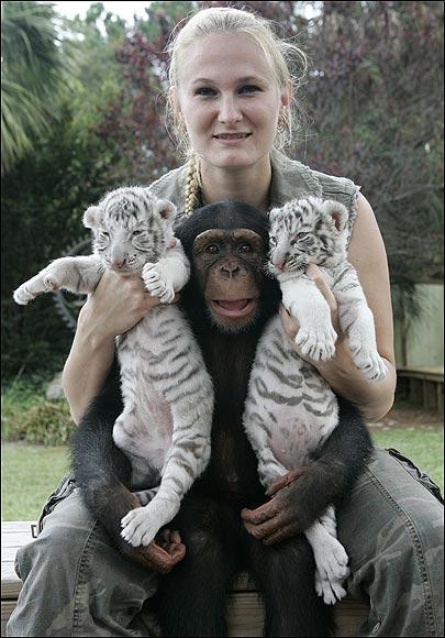 Chimpanzé et bébés tigres