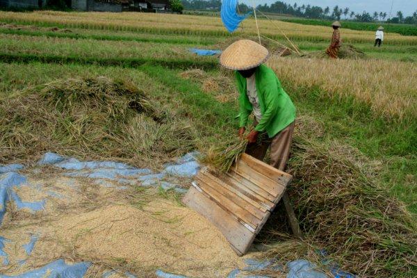 La culture du riz de A à Z... en images