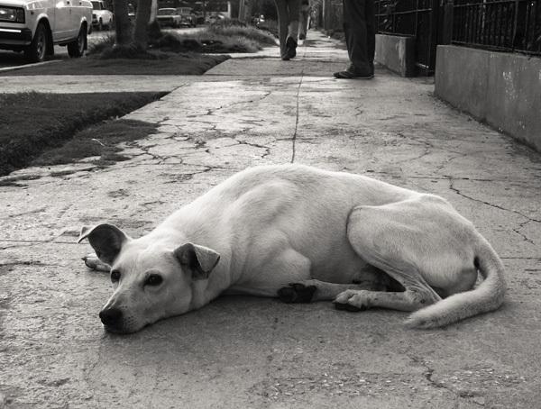 Le chien du quartier / El perro del barrio