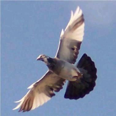 Confinement grippe aviaire: Les compétitions de pigeons voyageurs autorisées.