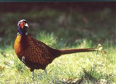 faisan_colchide_coq Sanglier en folie.... Les accords vins gibiers