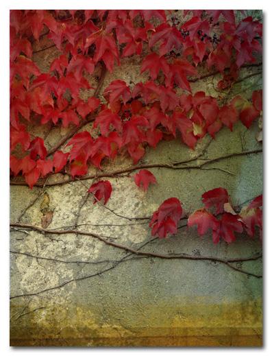 TREEs °04 TREEs °04