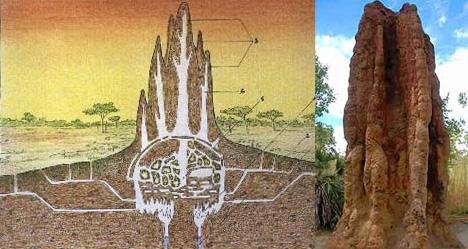 Imitons la nature pour innover!