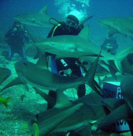 Plongée avec requins