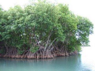 La disparition des mangroves met en peril de nombreuses regions d’asie