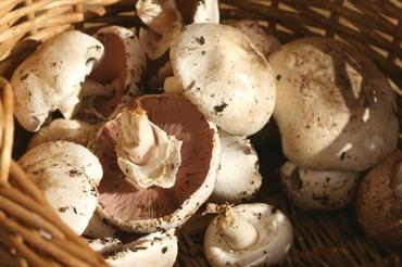 Agaric_champetre_agaricus_campest_2 Agaric_champetre_agaricus_campest_2