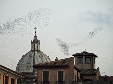 Mamina à Rome, part 2 OISEAUX