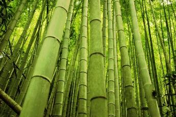 Le bambou, une ressource naturelle et écologique