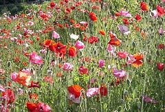 Faites fleurir la biodiversité dans votre jardin ! Faites fleurir la biodiversité dans votre jardin !