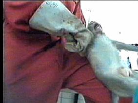 La barbarie de la vivisection, des labos sans scrupules