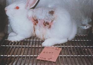 La barbarie de la vivisection, des labos sans scrupules