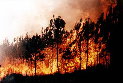 La prochaine arme d'Al-Qaeda : les feux de forêts