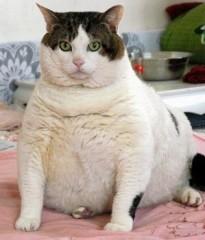 chat obèse.jpg