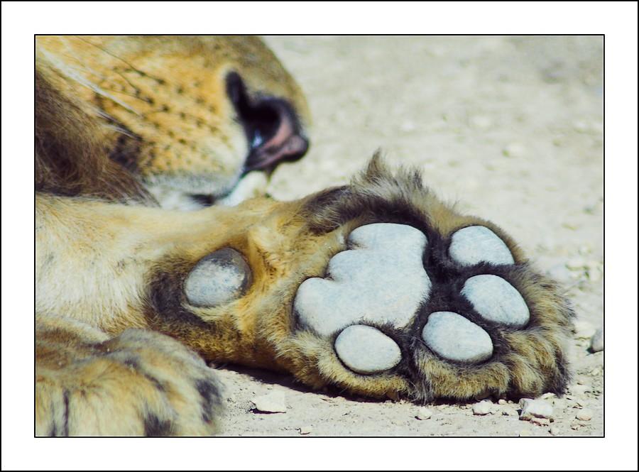 La patte du lion À Lire