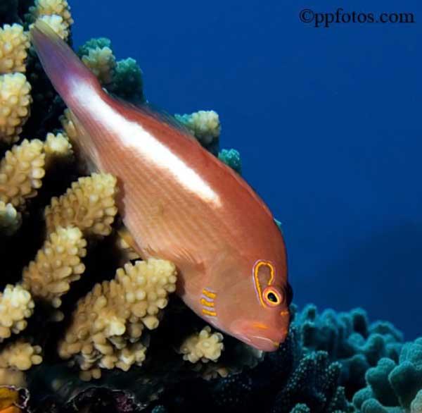 La faune des récifs coralliens