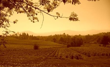 vignes automnales