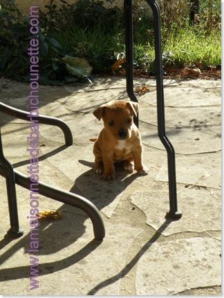 Coucou du ....lundi, dogs-blogging et rire !!! PA180056