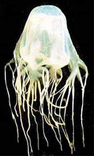 Alerte aux méduses tueuses au sud de la Thaïlande (Phuket, Koh Lanta et Krabi)