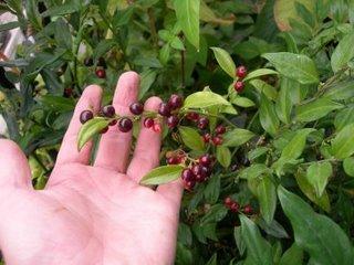 Les fruits du sarcococca murissent, enfin !