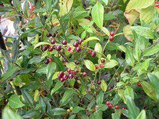 Les fruits du sarcococca murissent, enfin !