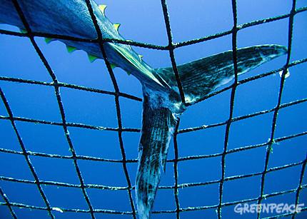 Greenpeace demande aux ministres européens des Pêches de mettre fin à la piraterie sur le thon rouge