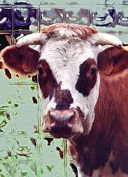 Simone 2, dec 2006 Simone 2