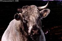 Europe : vox populi versus vox elitus Rambo20