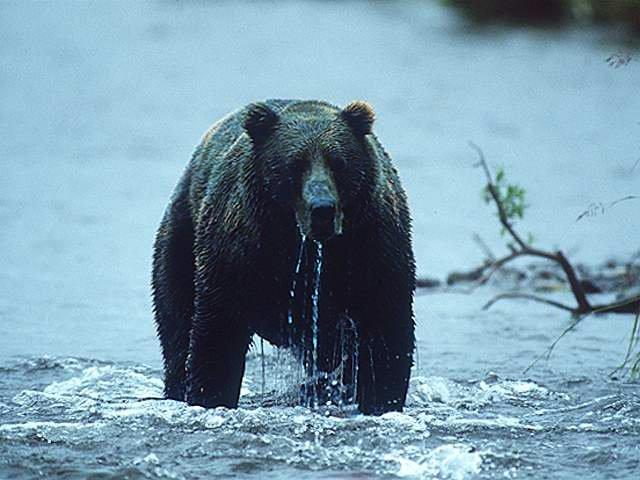 Baraka jacta est… ours2.1225143247.jpg