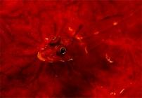 Le rouge dans la nature : parfois trouvé où on ne l'attend pas Une blennie camouflée sur une éponge au sanctuaire marin des îles Tukangbesi, Indonésie