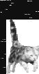 Cosmocat, le Matou de Mister Cat