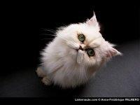 Appel à l'aide pour ma bannière !