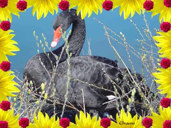 Cygne Noir