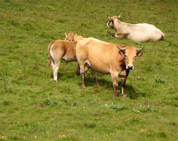 Vaches