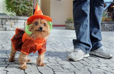 Halloween : Extravagance de chiens