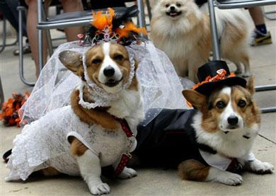 Halloween : Extravagance de chiens